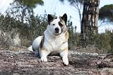 AKITA AMERICAIN 309